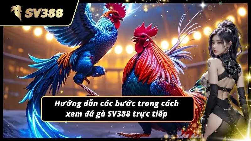 Chỉ dẫn chi tiết cách xem đá gà SV388 trực tiếp