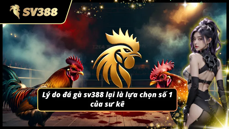 Giới thiệu về sảnh chọi kê đang nổi đình đám tại thị trường cá cược
