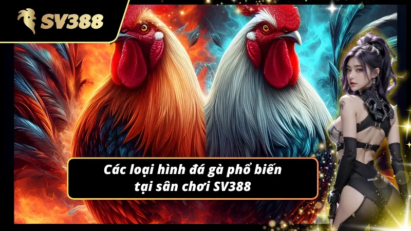 Các loại hình chọi kê kịch tính hiện đang có mặt tại sân chơi top 1