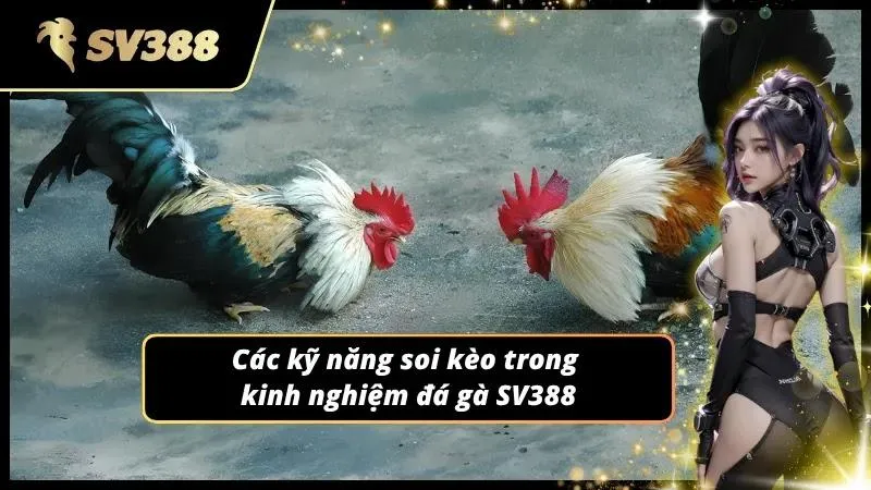 Học hỏi các kỹ năng soi kèo trong kinh nghiệm đá gà