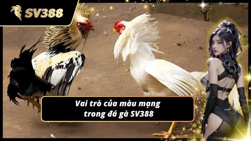 Kinh nghiệm đá gà với việc xem màu mạng gà đá