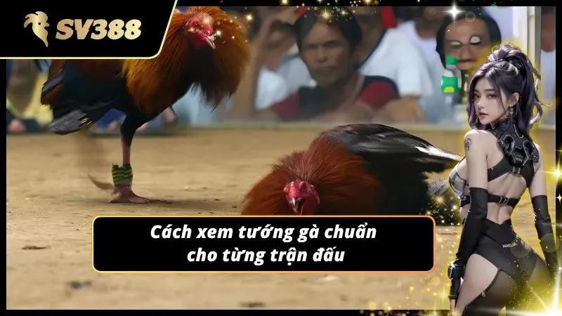 Quan sát tướng mạo chiến kê là kinh nghiệm đá gà quan trọng