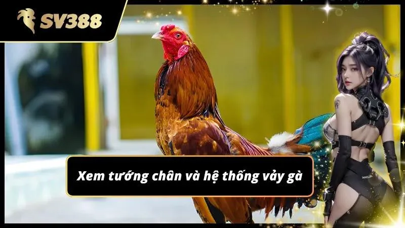 kinh nghiệm đá gà sv388