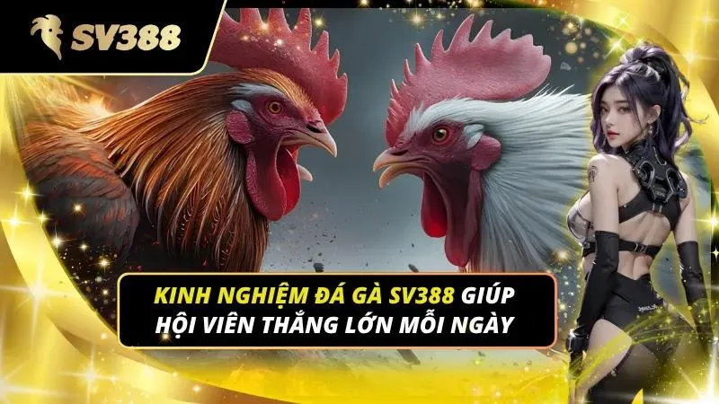 kinh nghiệm đá gà sv388